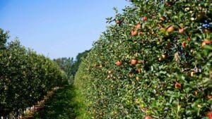 apple orchard