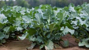 broccoli field