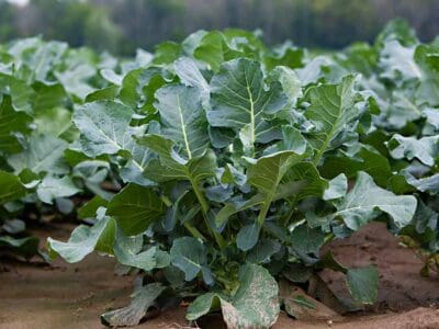 broccoli field