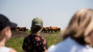 cattle ranch