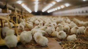 broiler chicks
