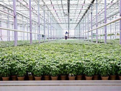 greenhouse herbs