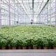 greenhouse herbs