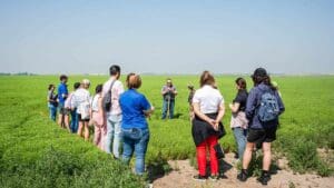 lentil field