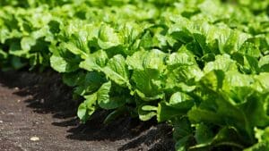 lettuce