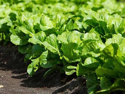 lettuce