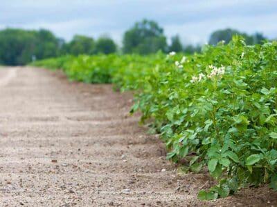 potato field