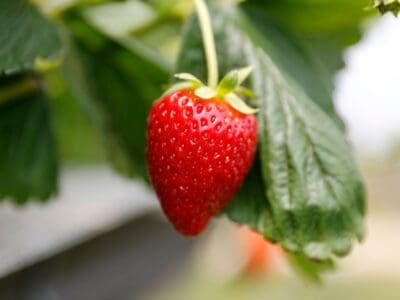 strawberry