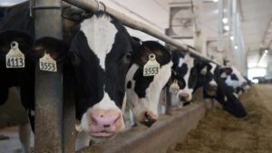 dairy cattle