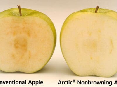 arctic apple