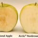arctic apple